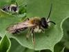 Andrena sp.
